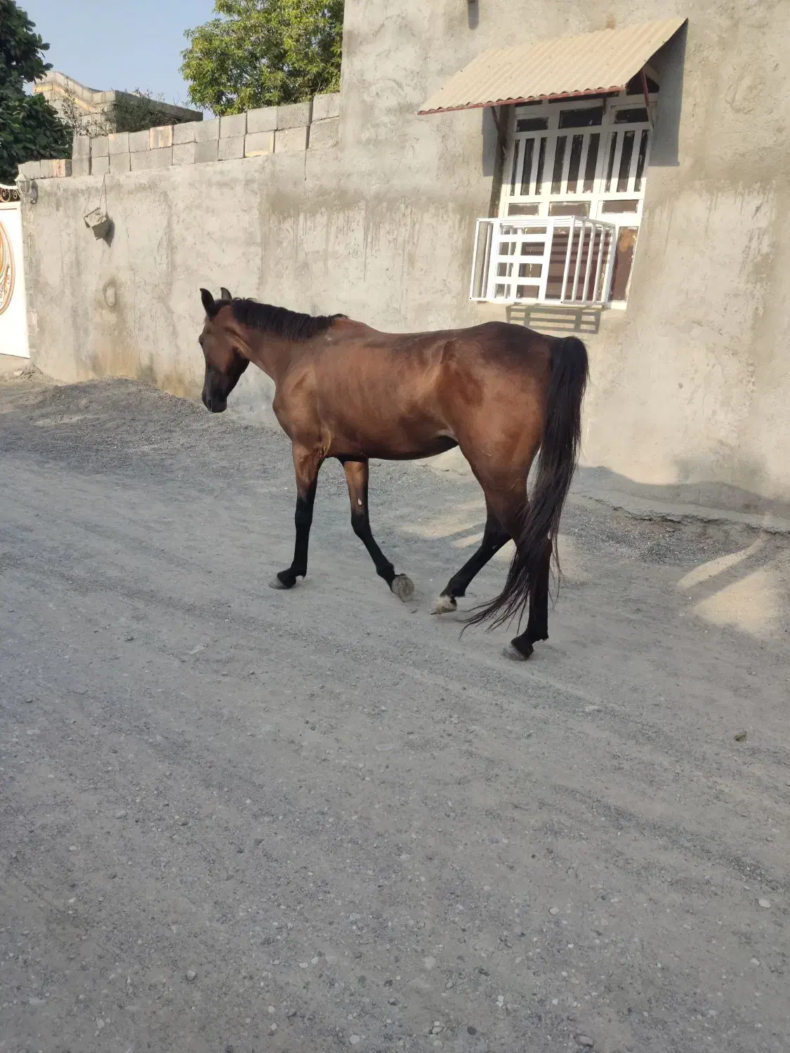 مادیان سه ساله|اسب و تجهیزات اسب‌سواری|میناب, |دیوار