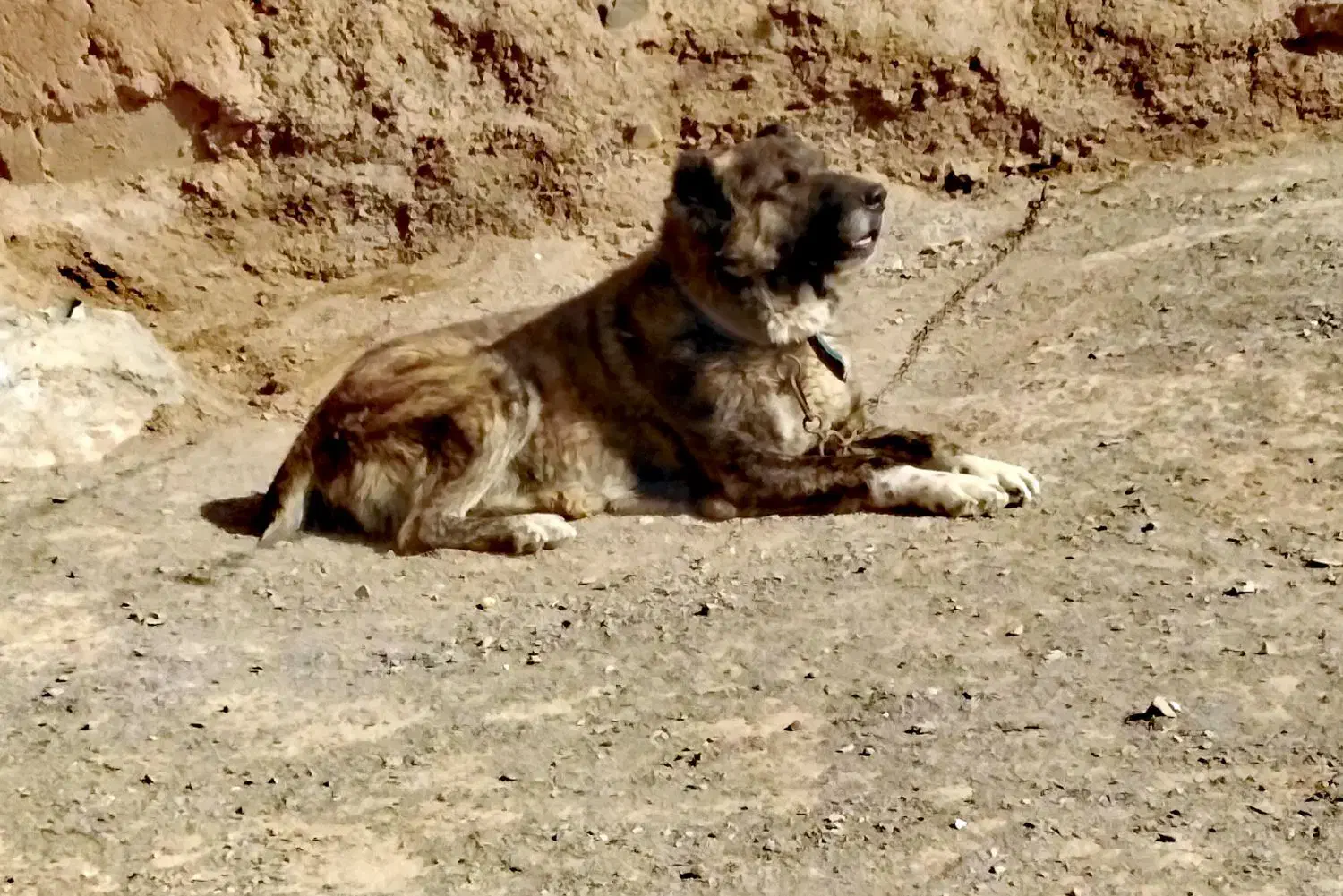 سگ افغان|سگ|مشهد, کارگران|دیوار