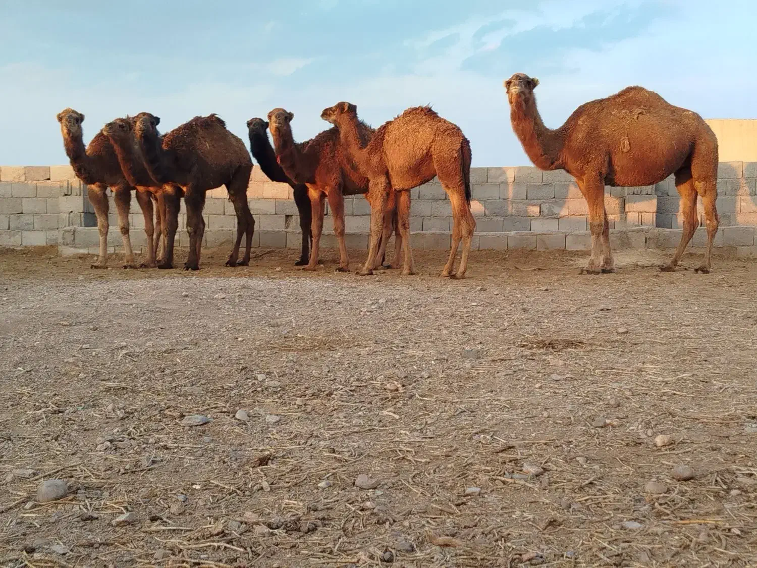 شتر|حیوانات مزرعه|طبس, |دیوار