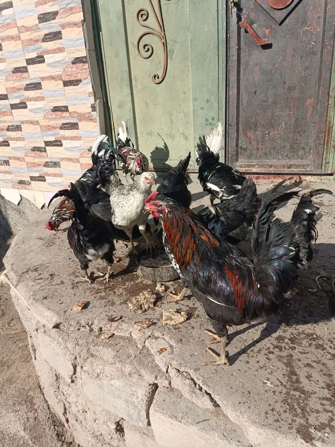 خروس گلین|حیوانات مزرعه|بومهن, |دیوار