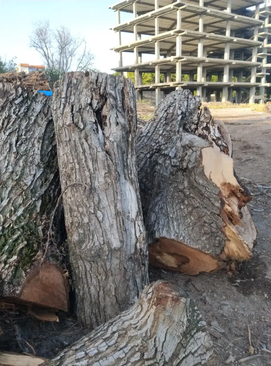 خرید چوب|خدمات باغبانی و درختکاری|مراغه, |دیوار