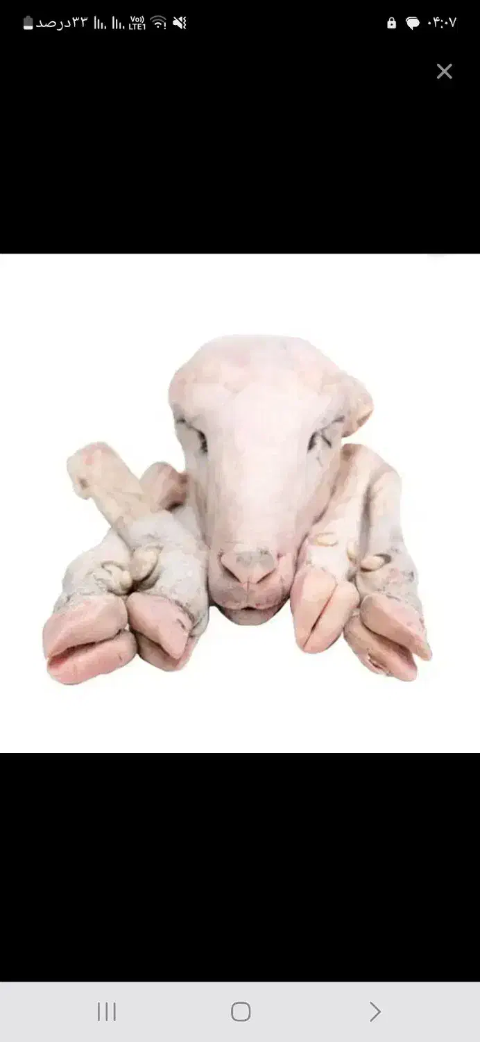 کله پاچه|حیوانات مزرعه|جوانرود, |دیوار