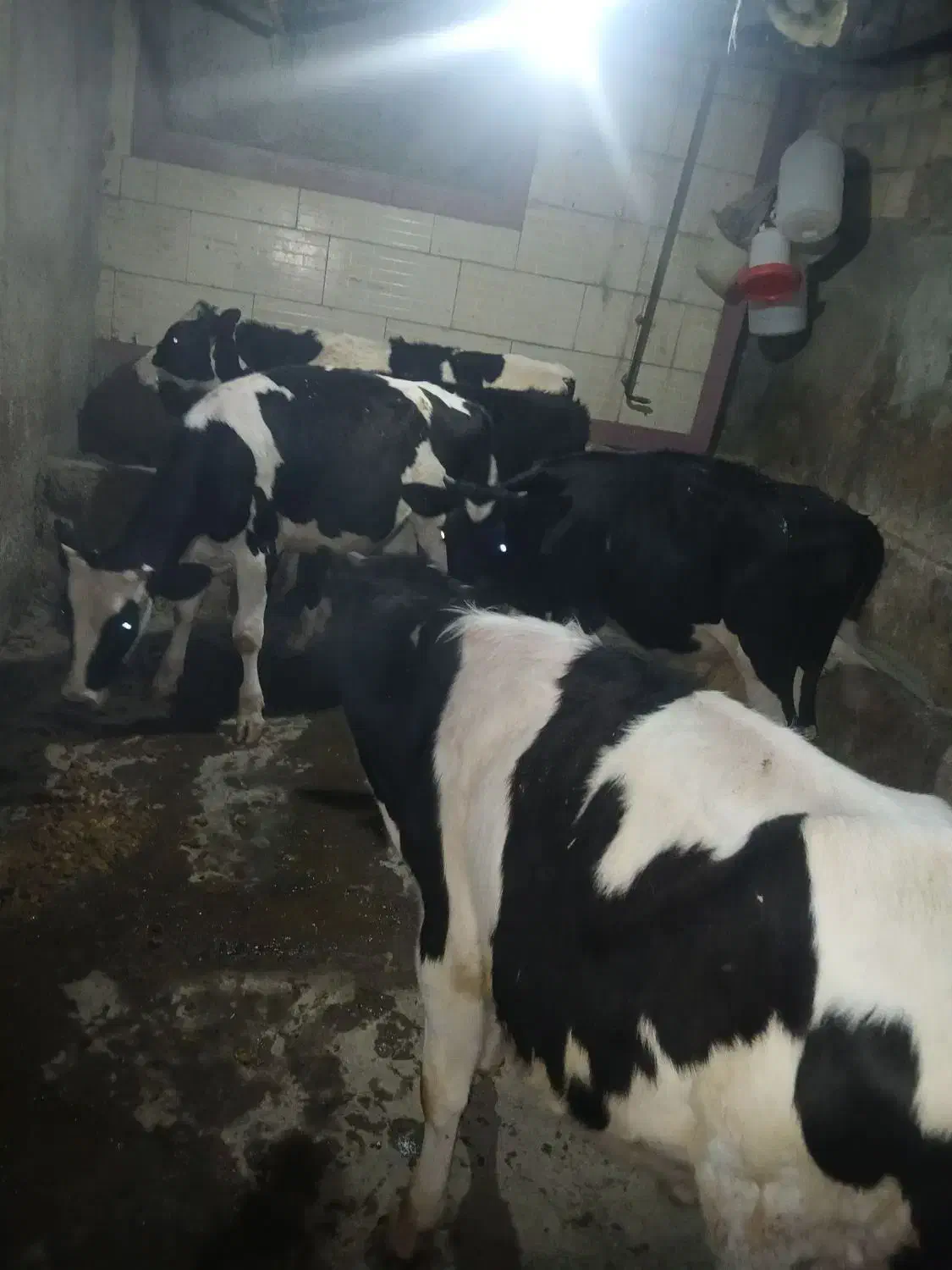 فروش سه راس گوساله|حیوانات مزرعه|زرین دشت (همدان), |دیوار