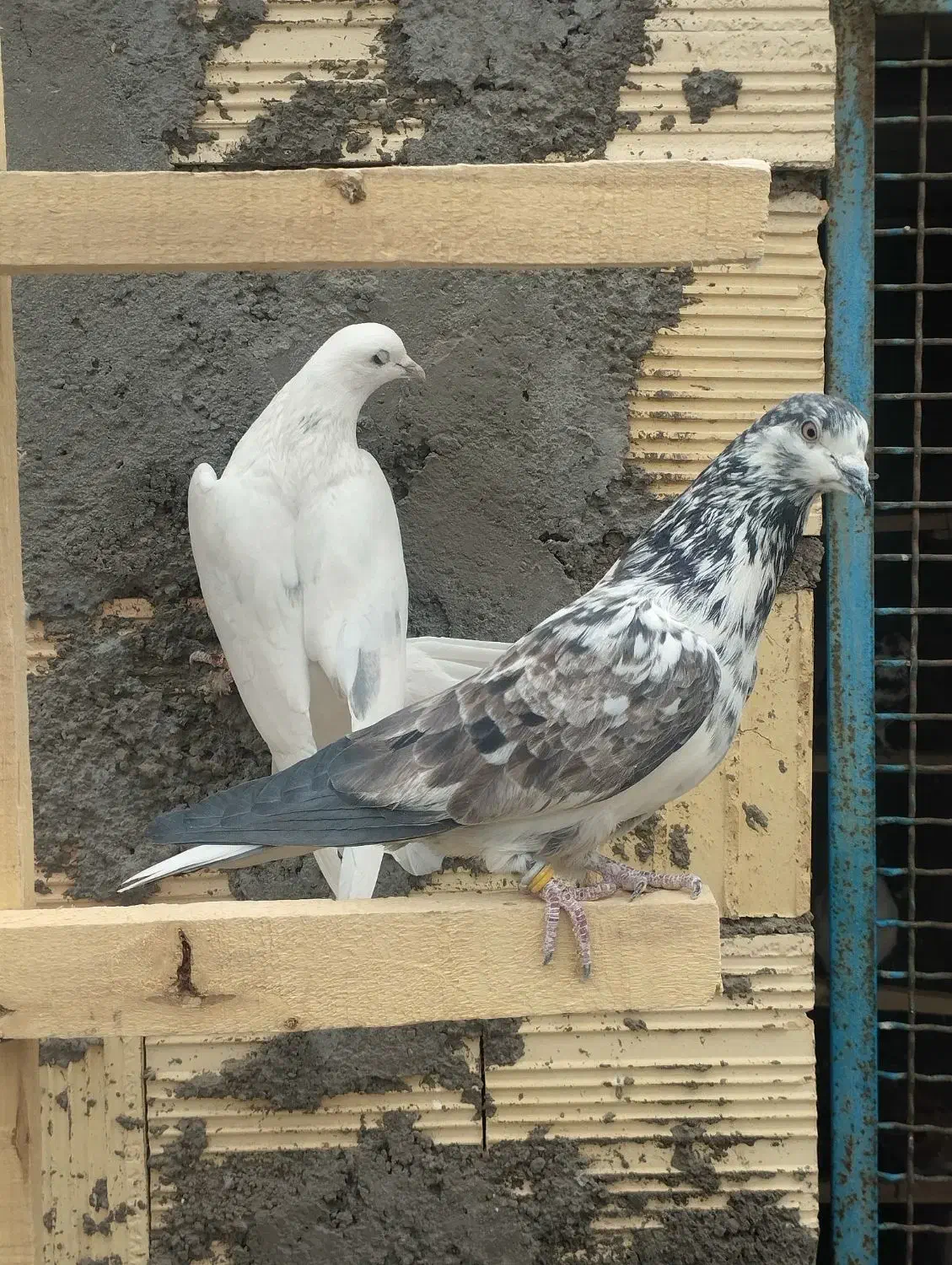 کبوتر پرشی|پرنده|معصومیه, |دیوار