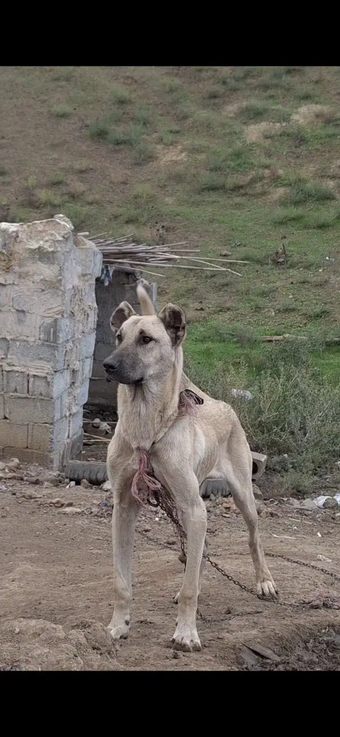 واگذاری سگ سرابی خالص طوله ۹ماهه|سگ|گرمی, |دیوار