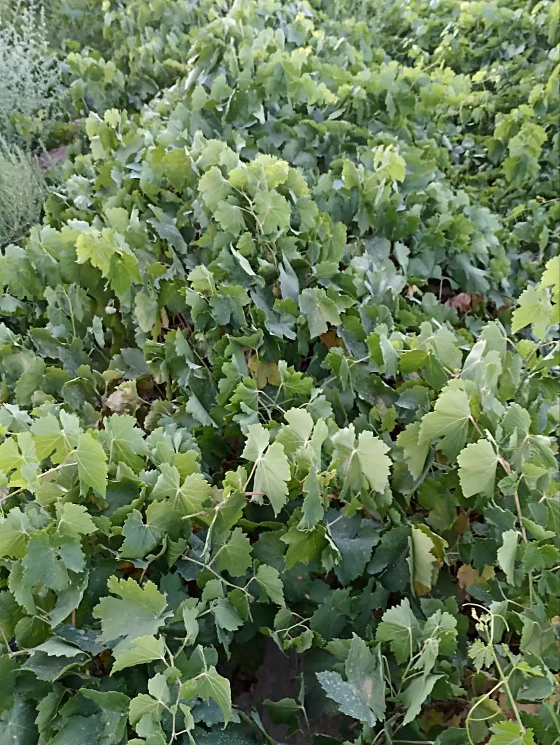 نهال انگور بیدانه سفید|خدمات باغبانی و درختکاری|خرمدشت, |دیوار