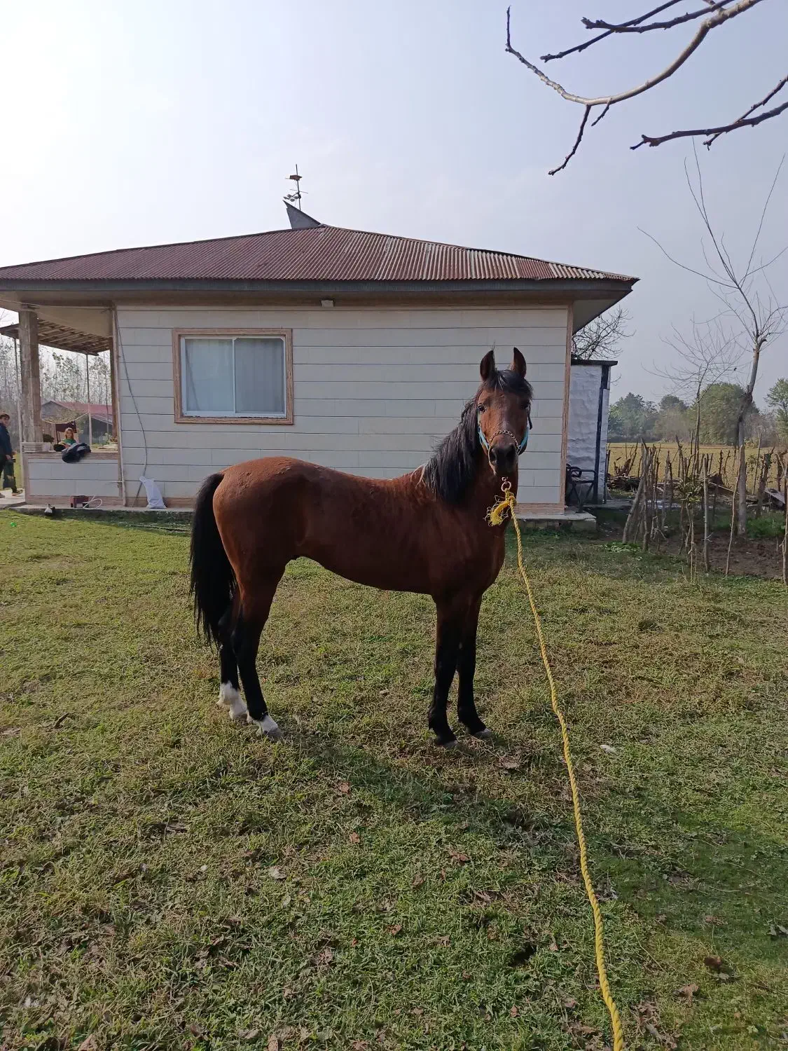 اسب|اسب و تجهیزات اسبسواری|رضوانشهر, |دیوار