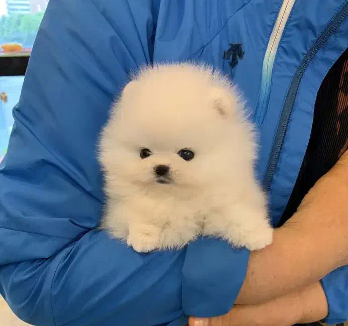 خاص و حرفه ای سایز ریز خرسی|سگ|رشت, منظریه|دیوار