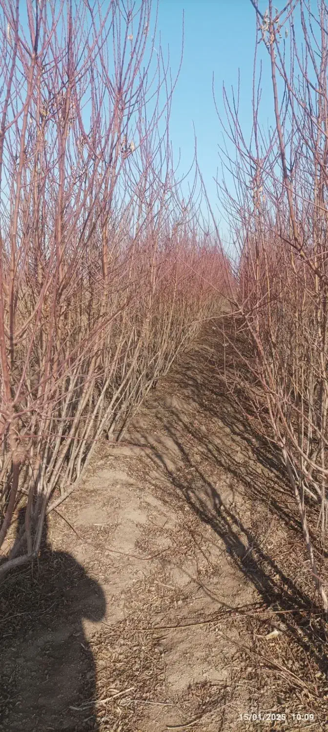 بادام اصلاح شده و با کیفیت|خدمات باغبانی و درختکاری|بن, |دیوار