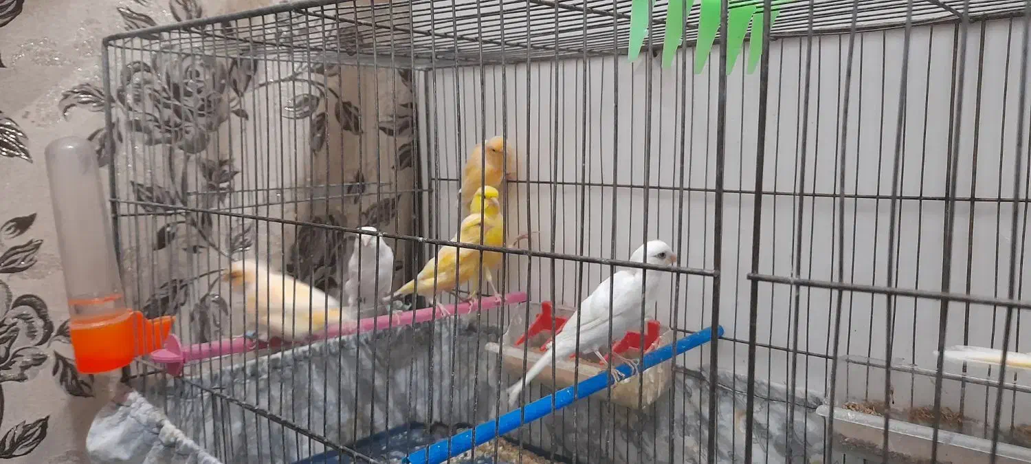 قناری جفت نر ماده اماده|پرنده|سیرجان, |دیوار