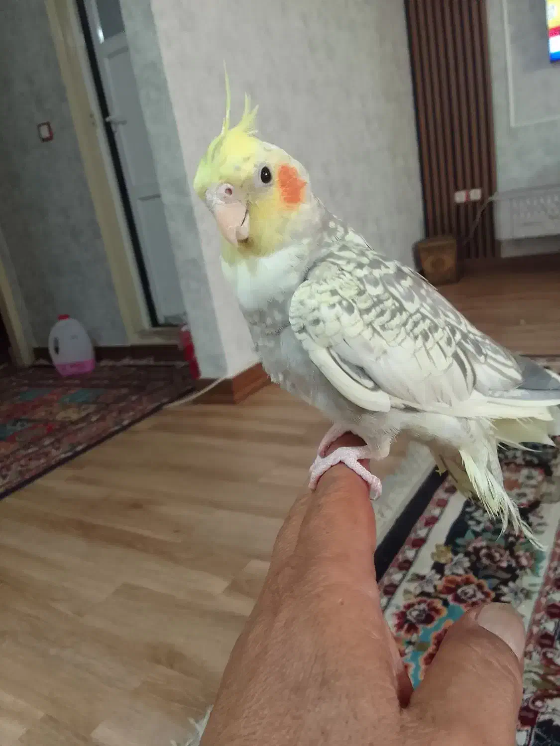 عروس هلندی|پرنده|اهواز, کوی صادقیه|دیوار