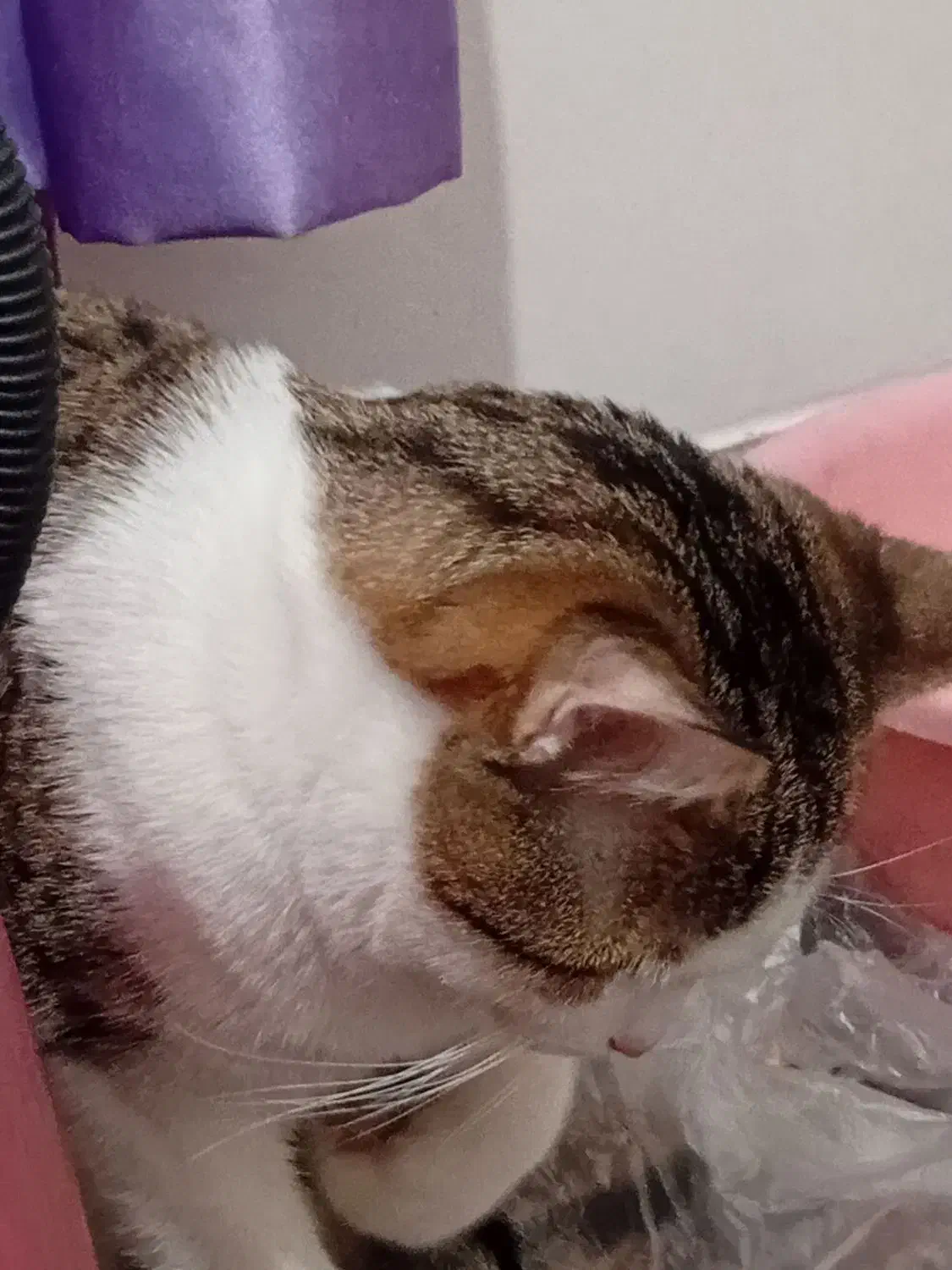 گربه DSH واگذاری|گربه|پرند, فاز ۶|دیوار