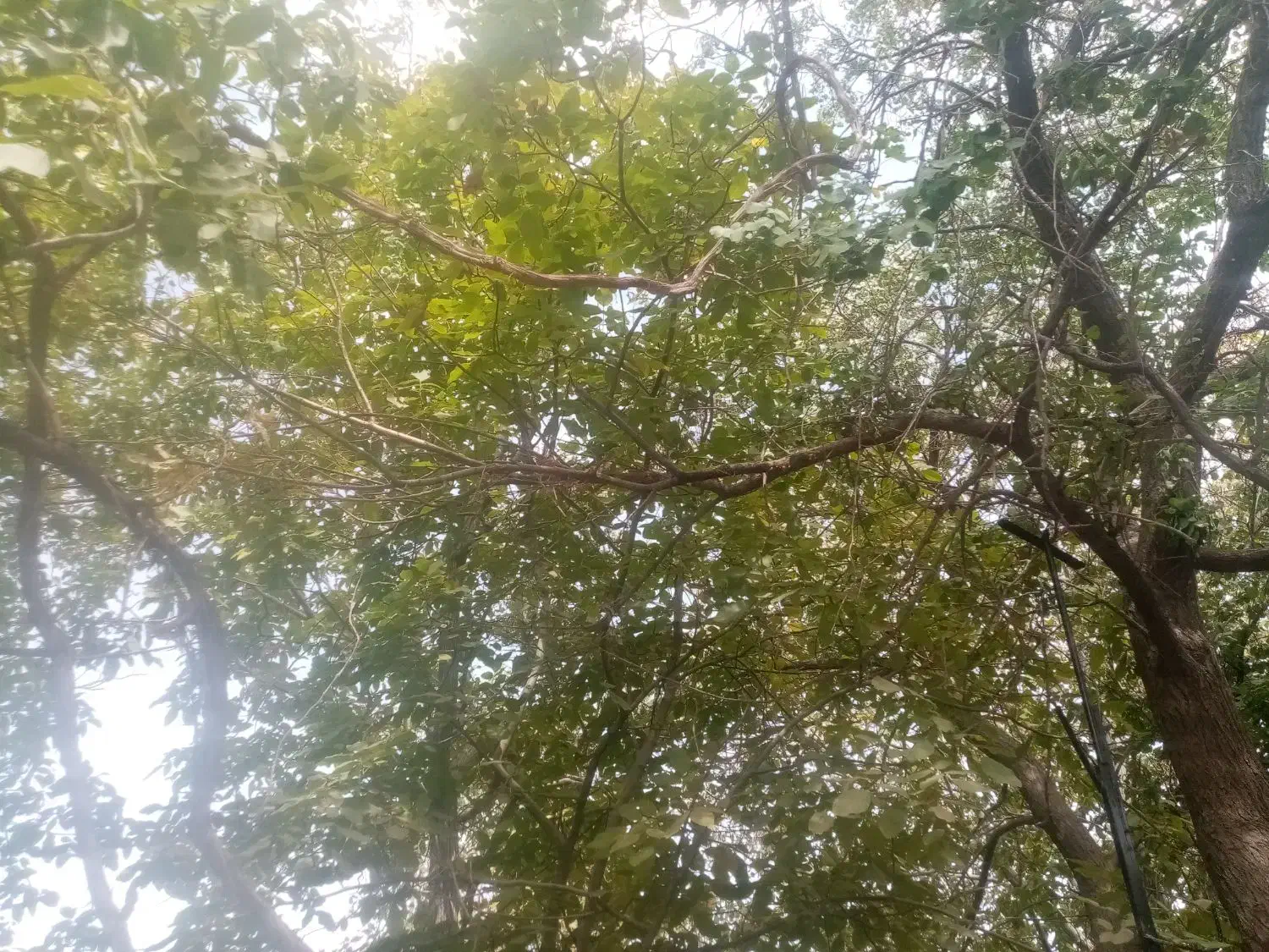 خونه ویلایی دهبکری|فروش خانه و ویلا|بم, |دیوار