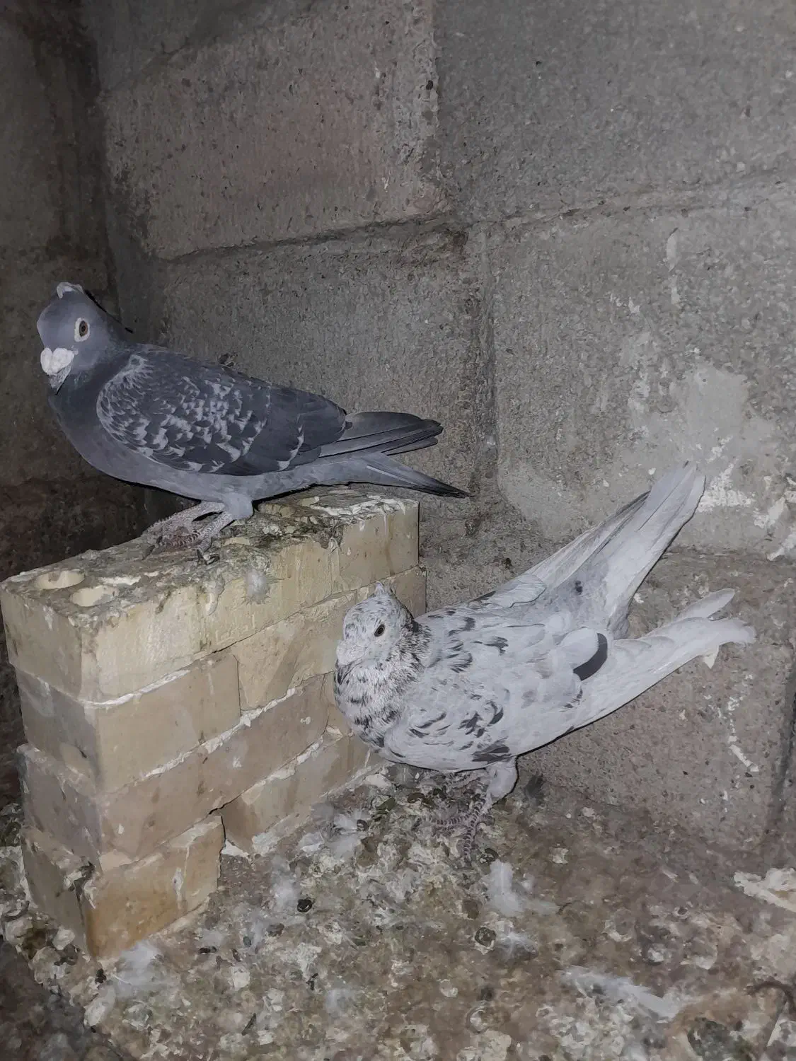 دورگ کاکلی|پرنده|شوشتر, |دیوار