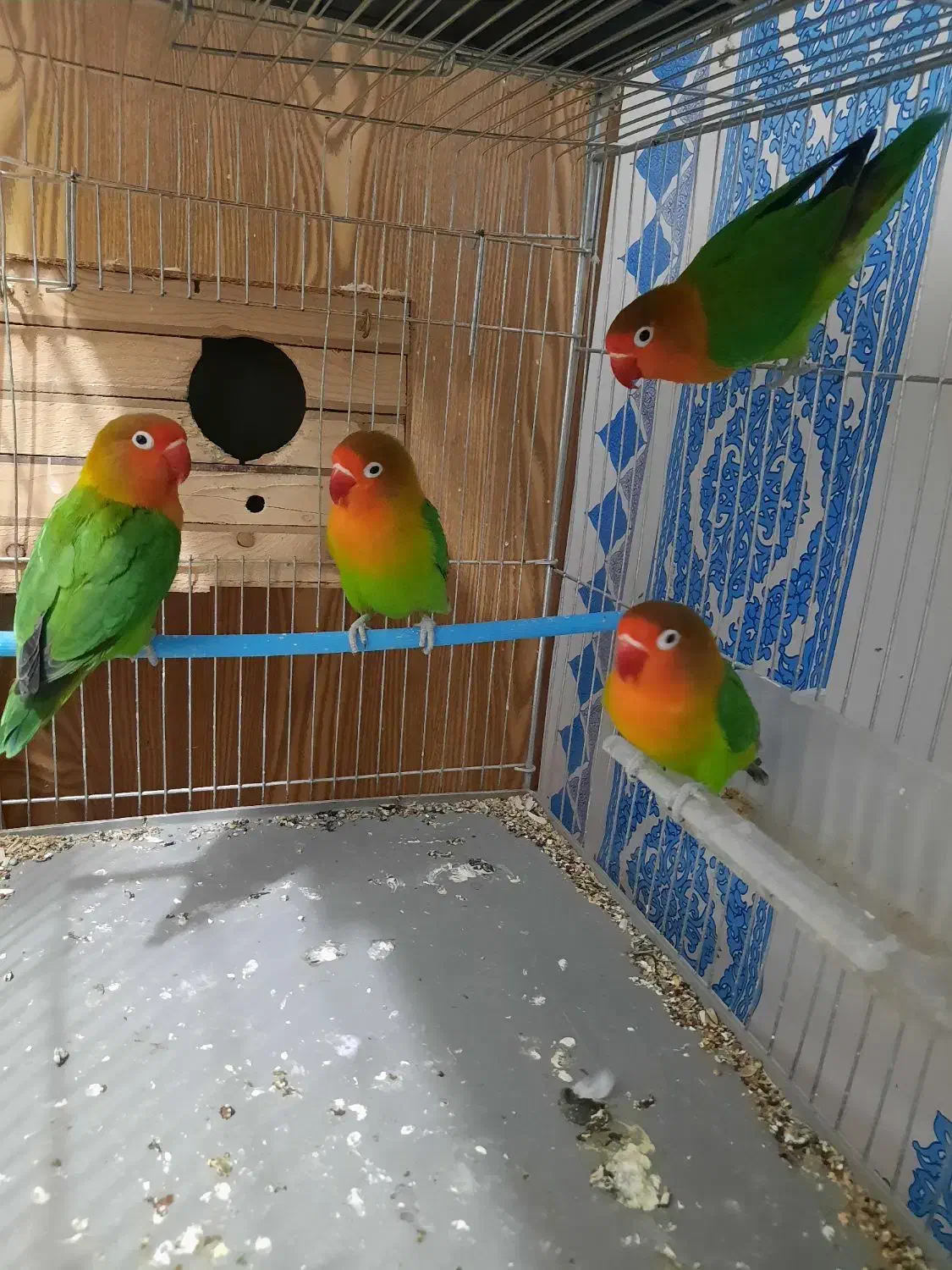 طوطی برزیلی جفت|پرنده|کرج, رجبآباد|دیوار