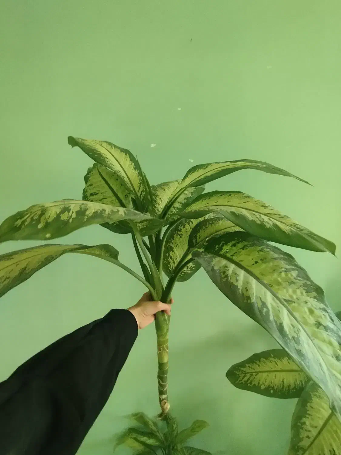 گل و گیاه آپارتمانی|گل و گیاه طبیعی|ایذه, |دیوار