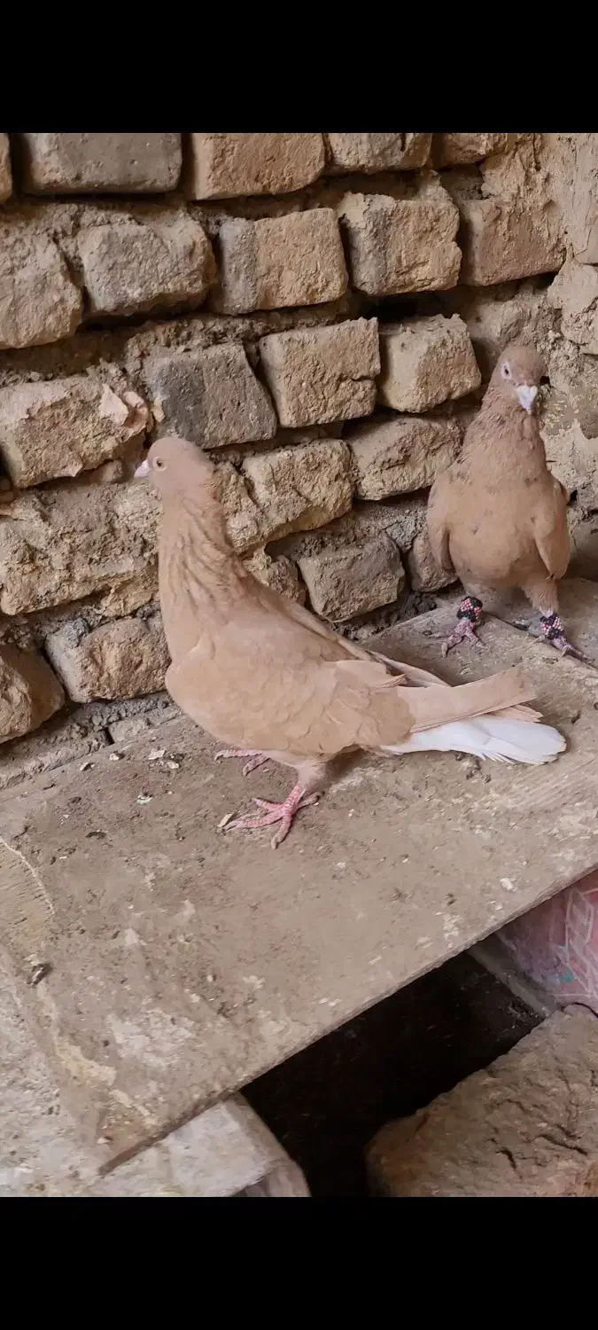 کبوتر دم سفید|پرنده|خلیل آباد, |دیوار