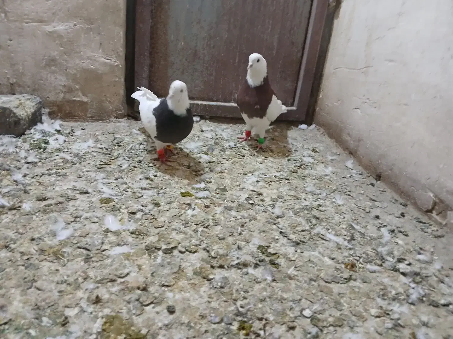 طوقی|پرنده|نظرآباد, نجم آباد|دیوار