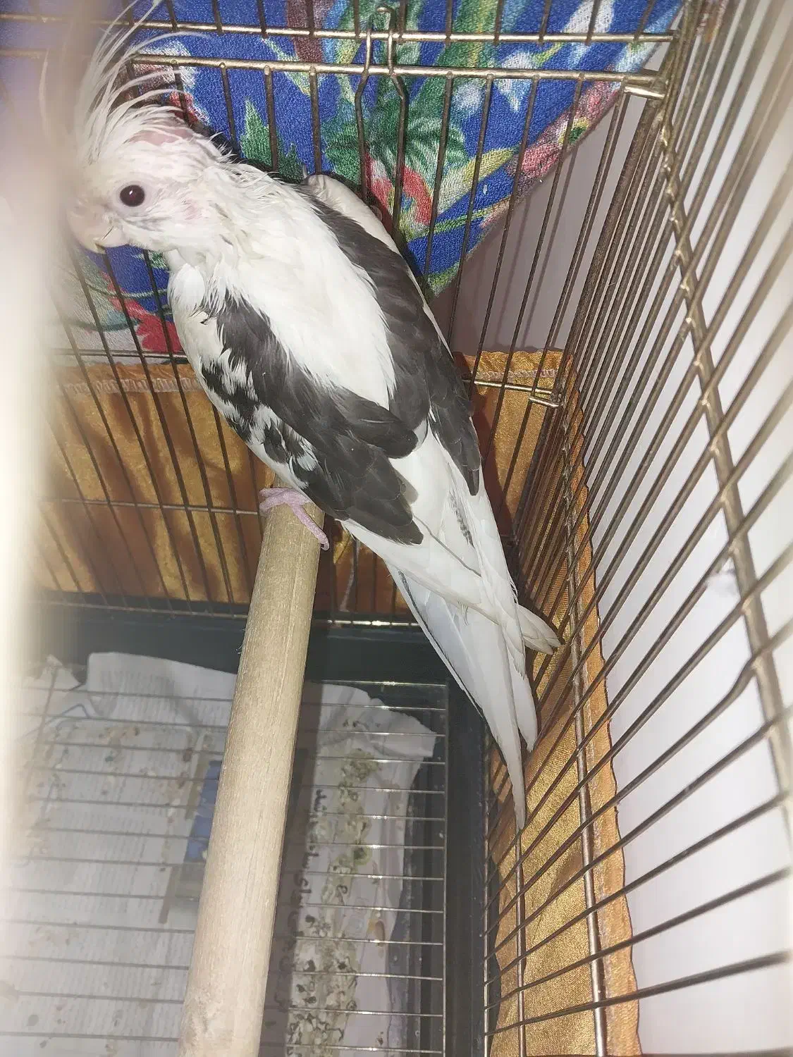 جوجه عروس شاه تخم|پرنده|هشتگرد, مدرس|دیوار