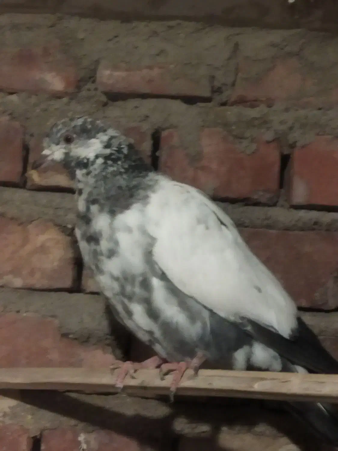 تهرانی پرشی|پرنده|خاش, |دیوار