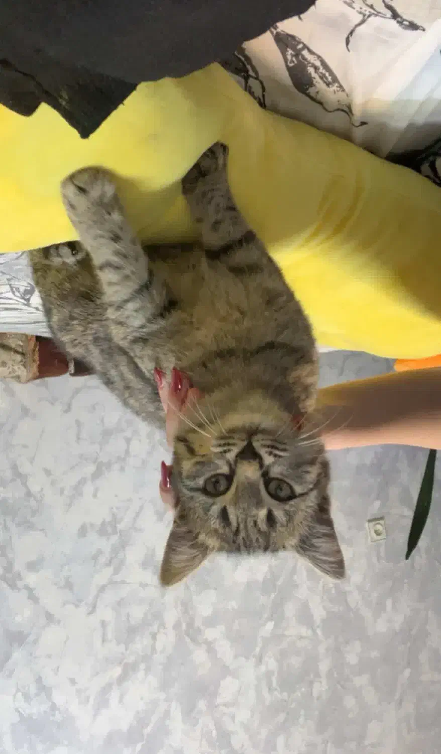 واگذاری بچه گربه|گربه|اردبیل, |دیوار