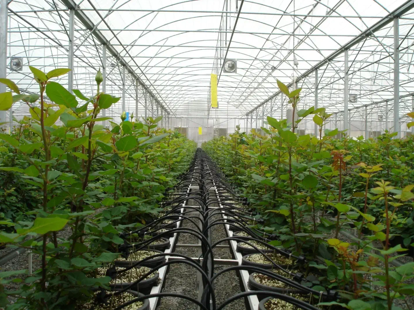 آگهی استخدام کارگر گلخانه و نگهداری حیوانات|استخدام صنعتی، فنی، مهندسی|گرمسار, |دیوار