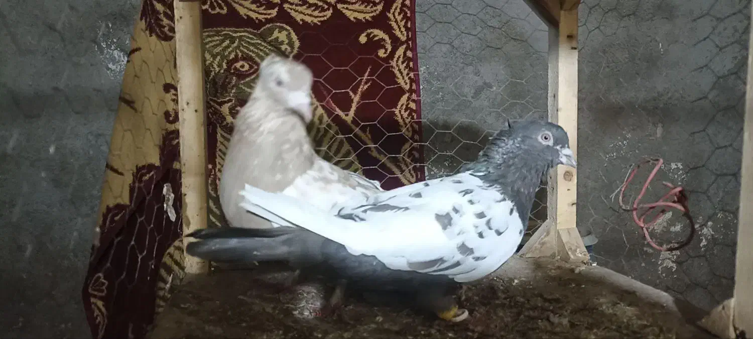 کبوتر سینه|پرنده|گرمخان, |دیوار