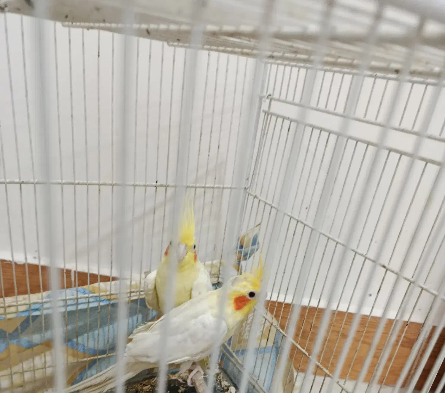 جفت عروس هلندی مولد|پرنده|فردوس (خراسان), |دیوار