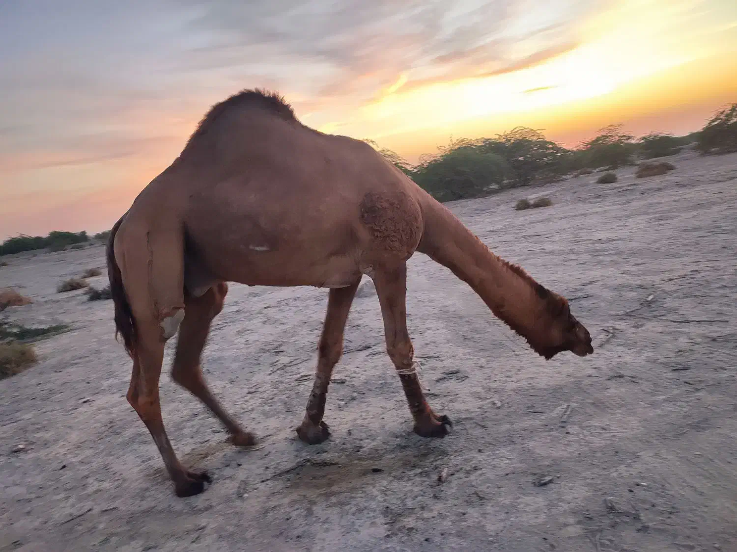 شتر|حیوانات مزرعه|میناب, |دیوار