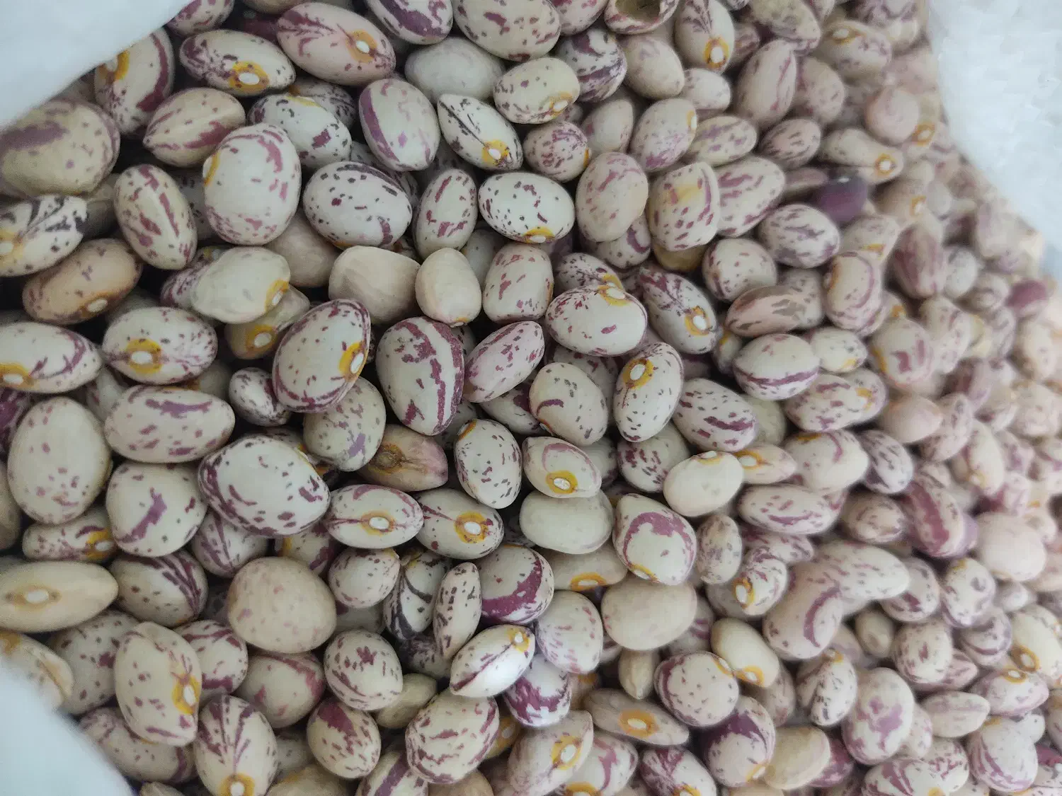 لوبیا چیتی بارامسال|خوردنی و آشامیدنی|اهواز, کمپلو شمالی|دیوار