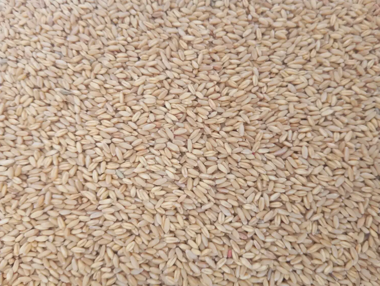 گندم|خوردنی و آشامیدنی|شراء, |دیوار