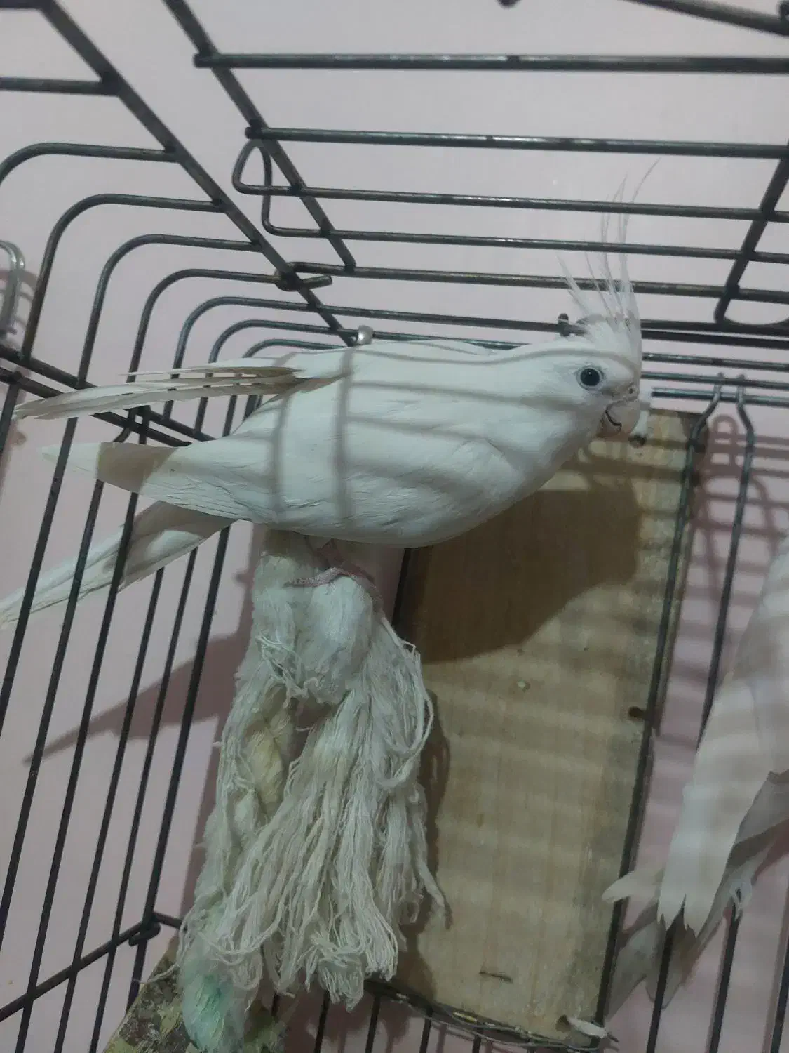 یک جفت عروس هلندی آلبینو|پرنده|فردیس, فردیس|دیوار