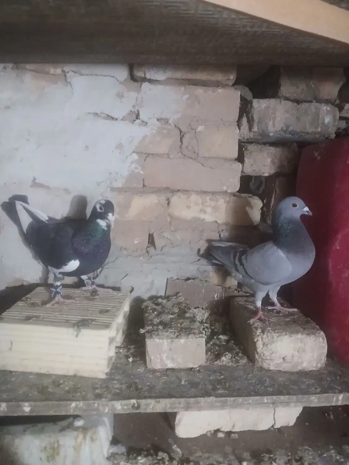 کفتر|پرنده|یزد, |دیوار