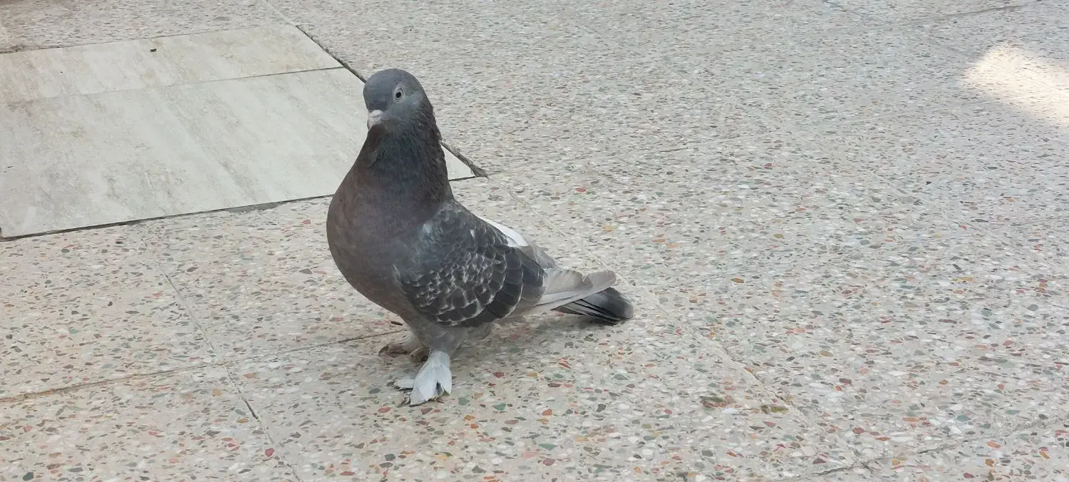 کبوتر ماده|پرنده|دهلران, |دیوار