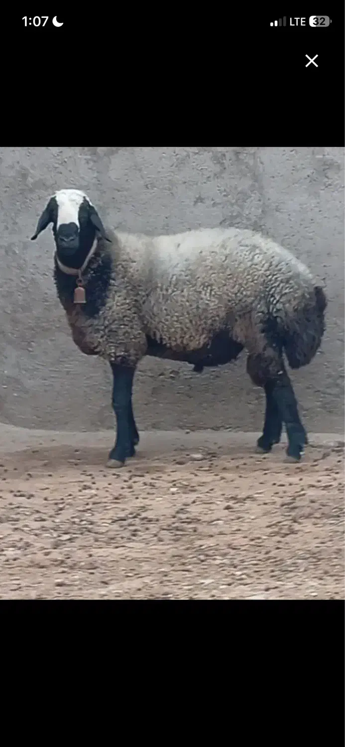 گوسفند نژاد شال|حیوانات مزرعه|یزد, |دیوار