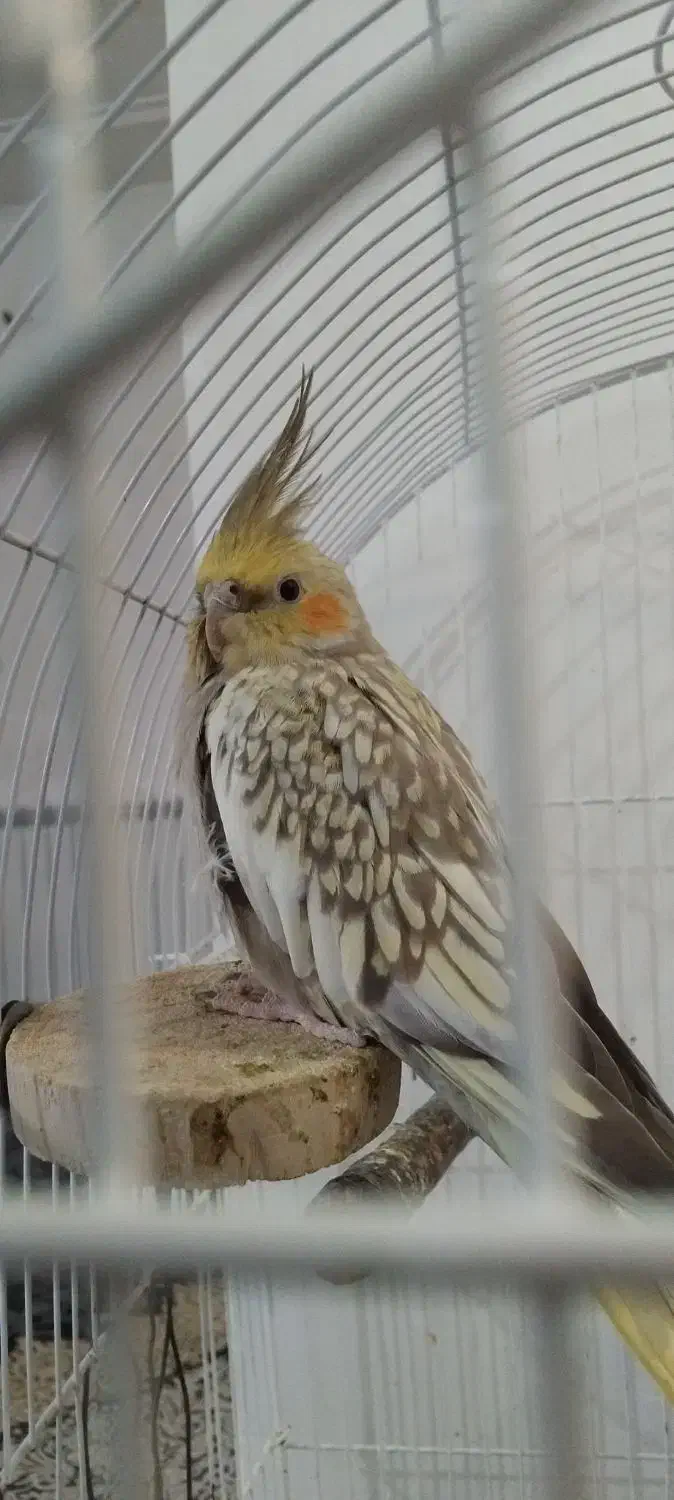 عروس هلندی|پرنده|پاکدشت, پاکدشت (مامازند)|دیوار