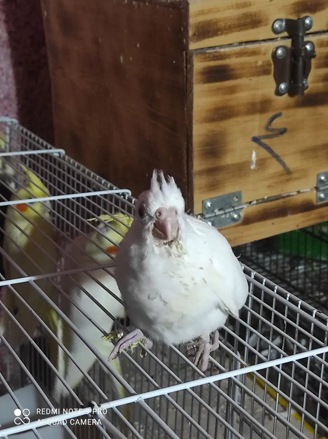 عروس هلندی|پرنده|بندرعباس, |دیوار