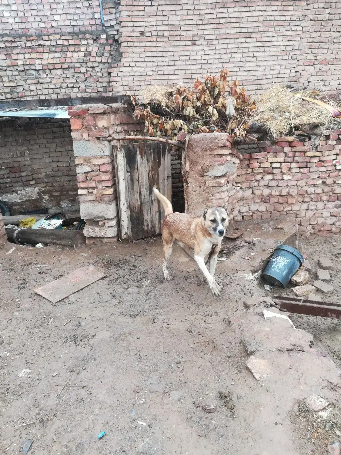 سگ محلی|سگ|زرند, |دیوار