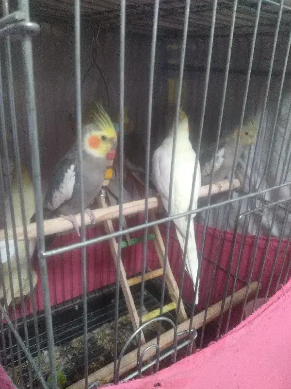 عروس هلندی ۴عدد دارم|پرنده|پرند, فاز ۵|دیوار