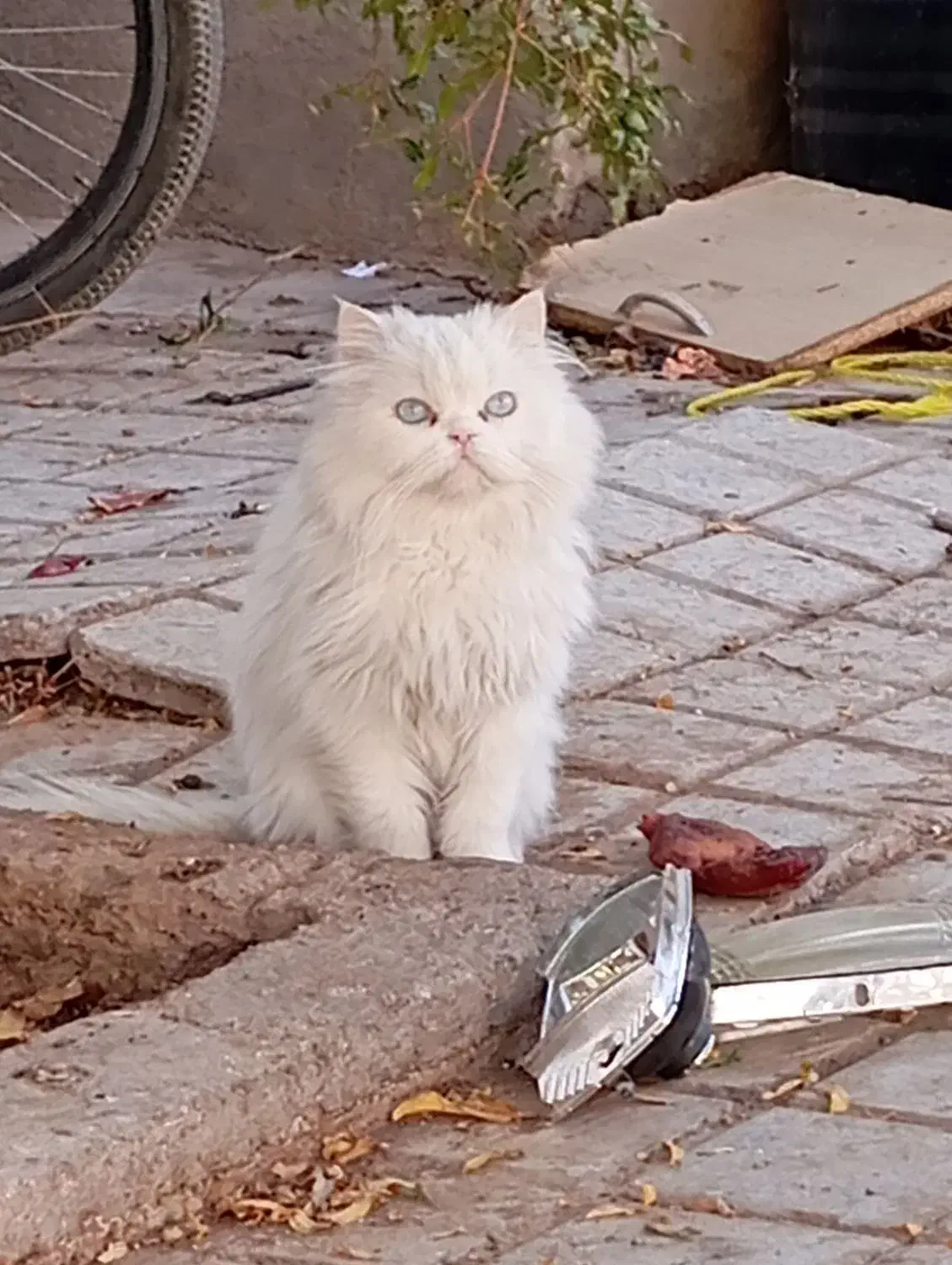 گربه پرشین|گربه|گناباد, |دیوار