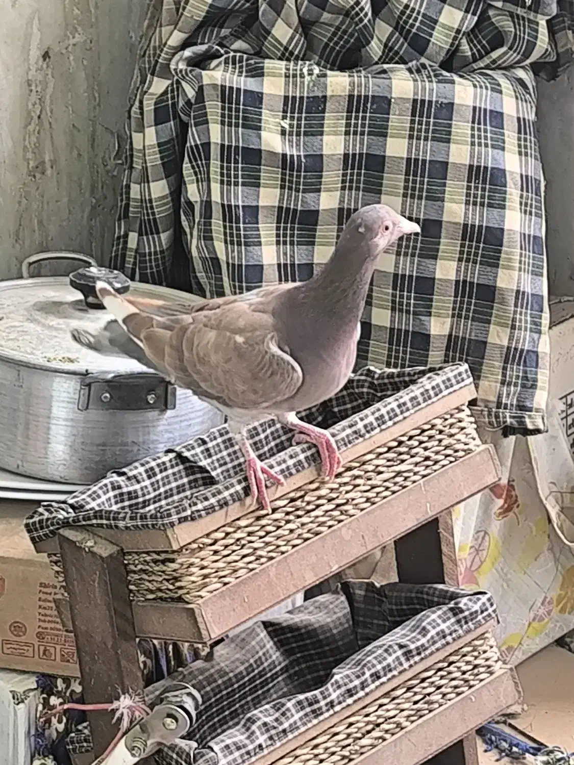 پرنده|پرنده|میبد, |دیوار