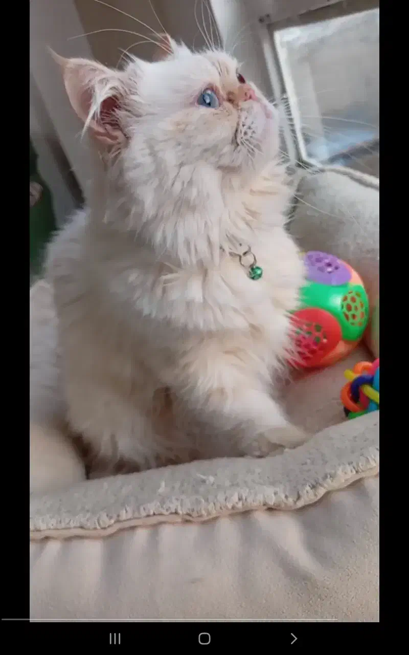 پرشین نر|گربه|قوچان, |دیوار