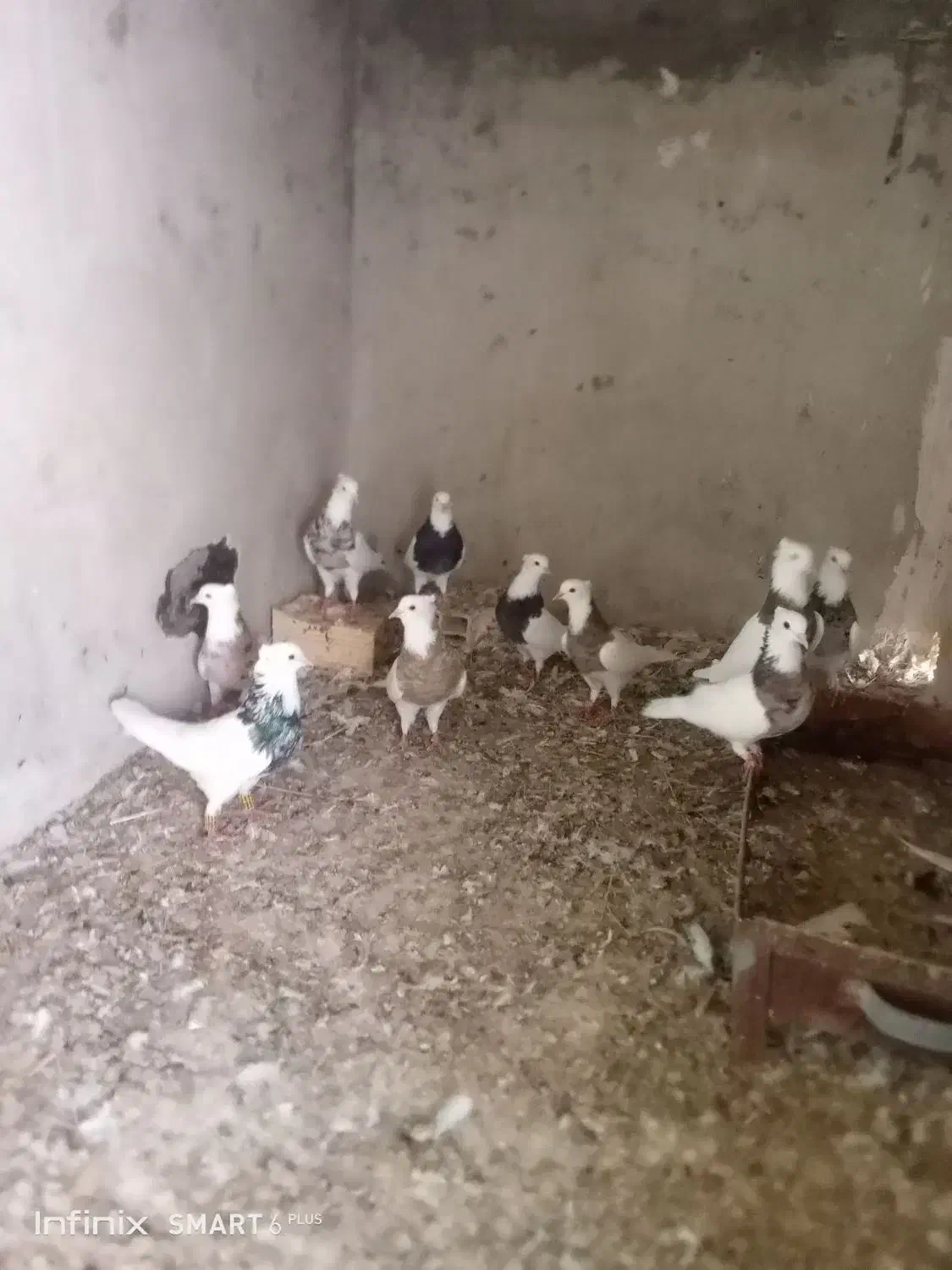 کبوترفروشی|پرنده|چابهار, |دیوار