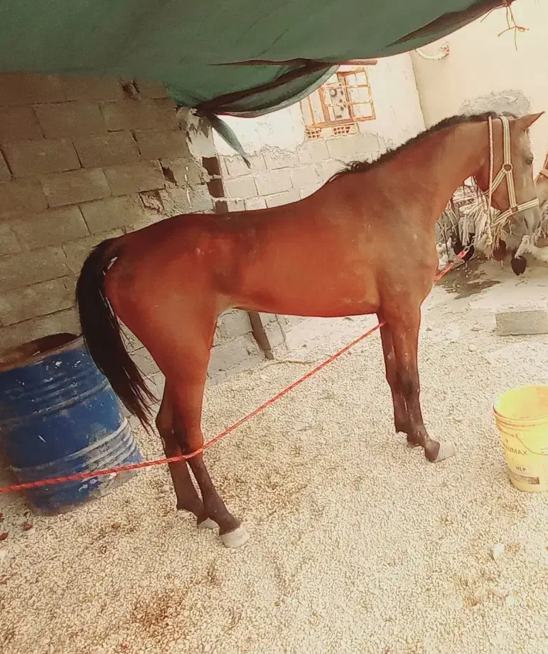 اسب مادیان سالار ۲پدر بزرگش هست|اسب و تجهیزات اسبسواری|بندر کنگان, |دیوار