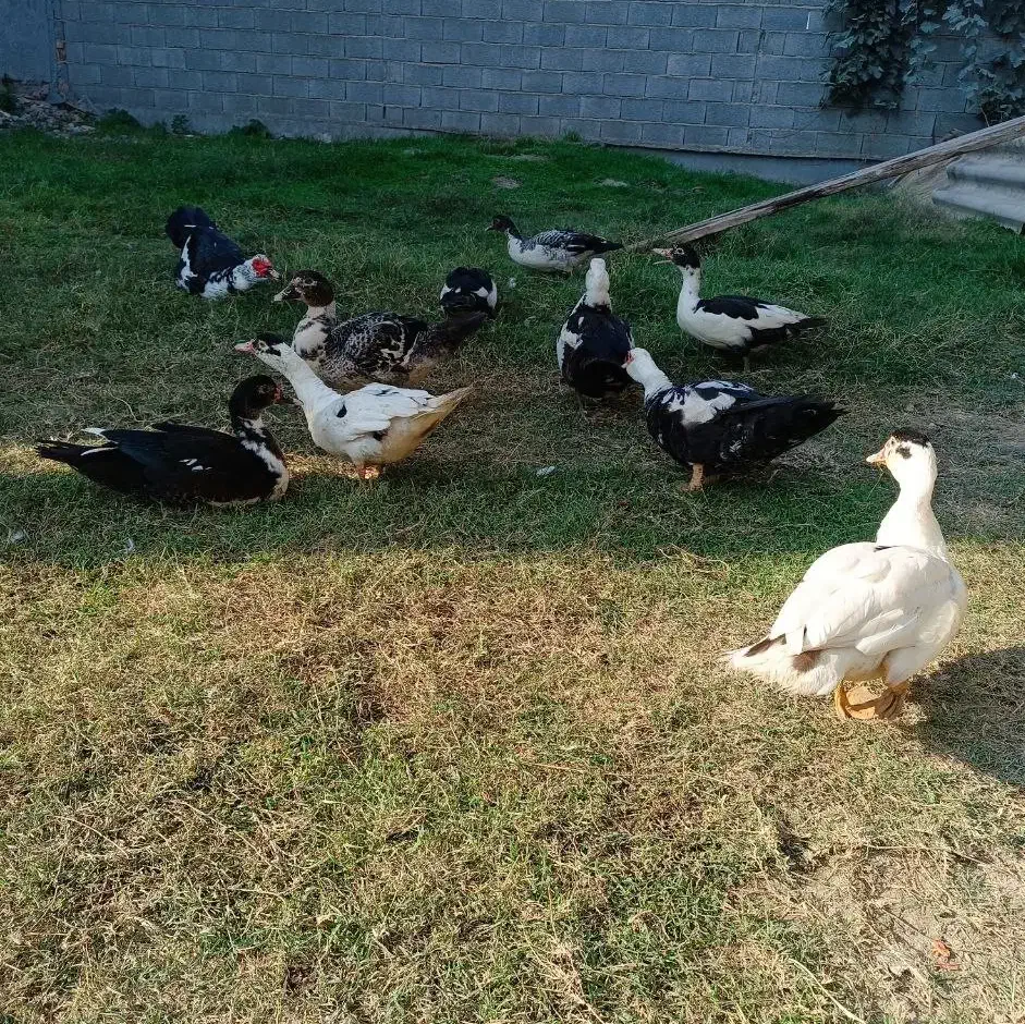 اردک|حیوانات مزرعه|گمیشان, |دیوار