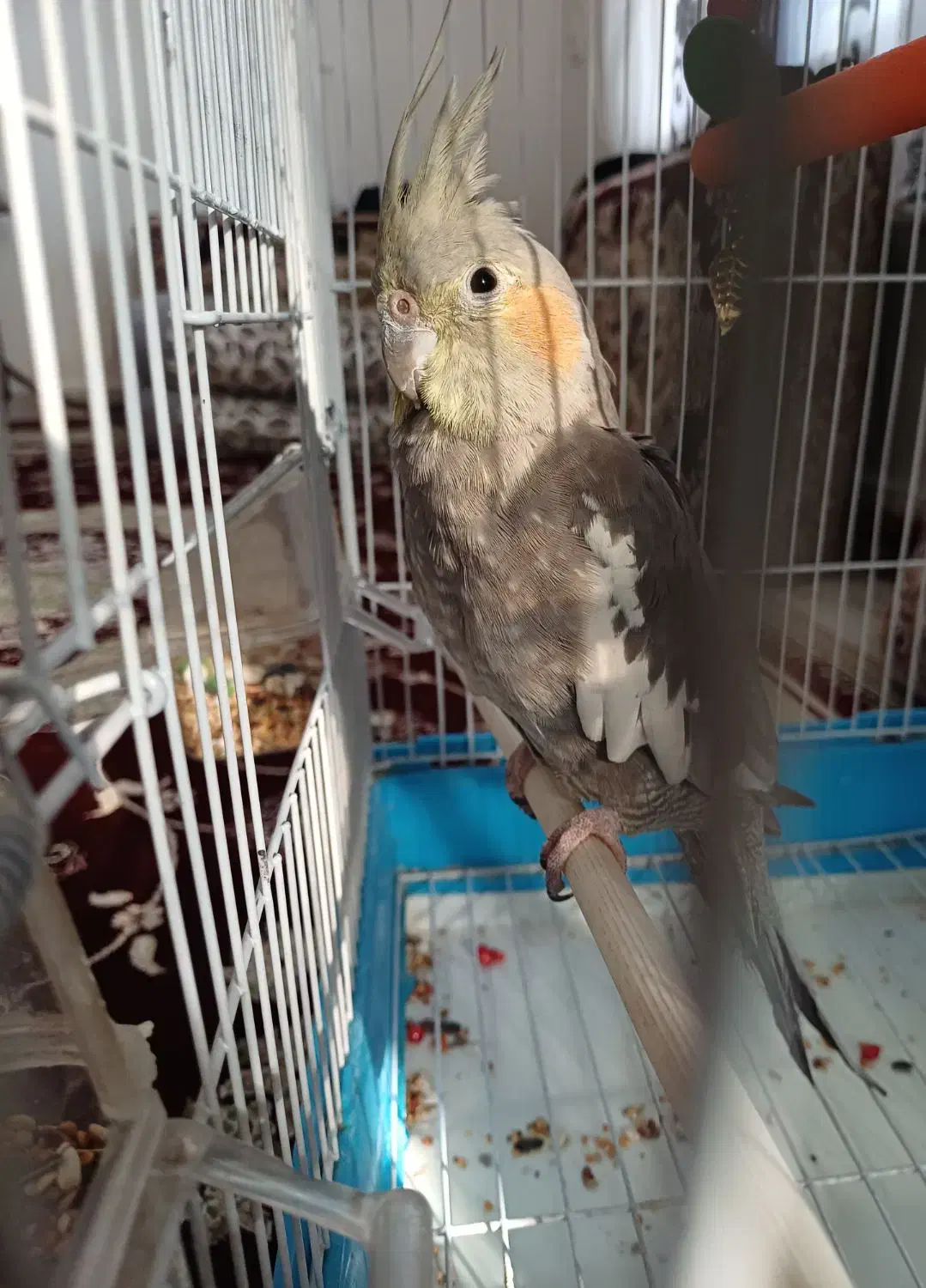 عروس هلندی|پرنده|مریوان, |دیوار