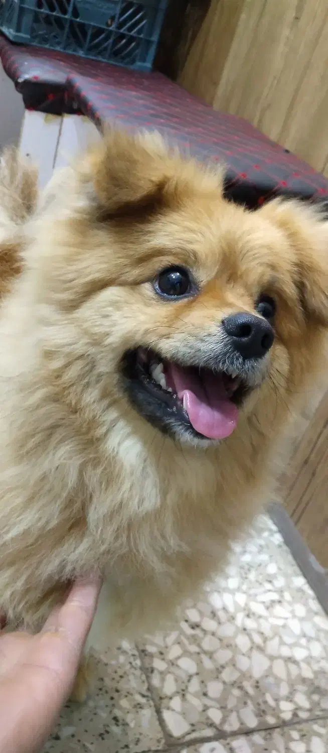 سگ پامرانین پوزه روباهی|سگ|شازند, |دیوار