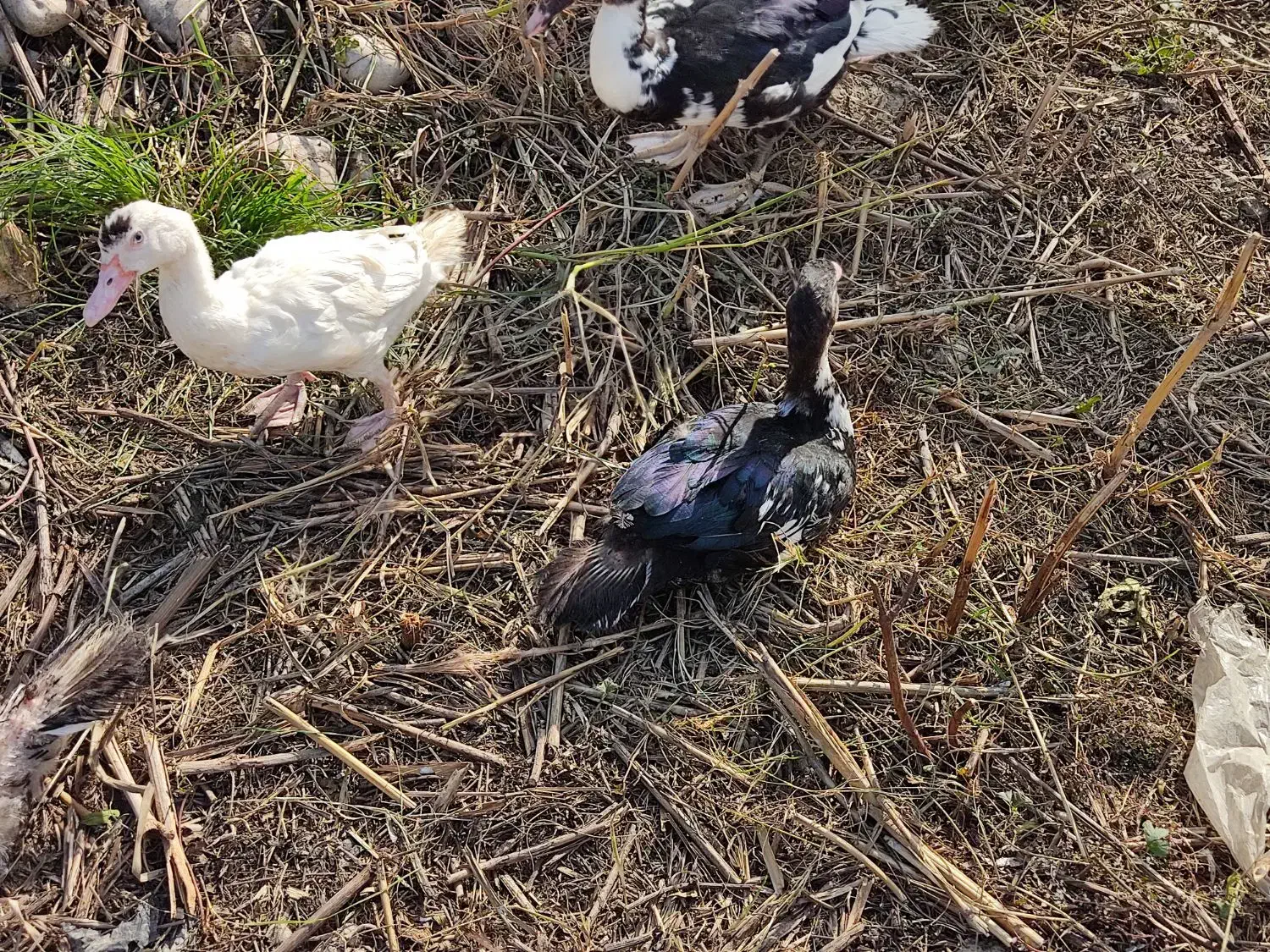 اردک خارجی ماده|حیوانات مزرعه|نکا, |دیوار