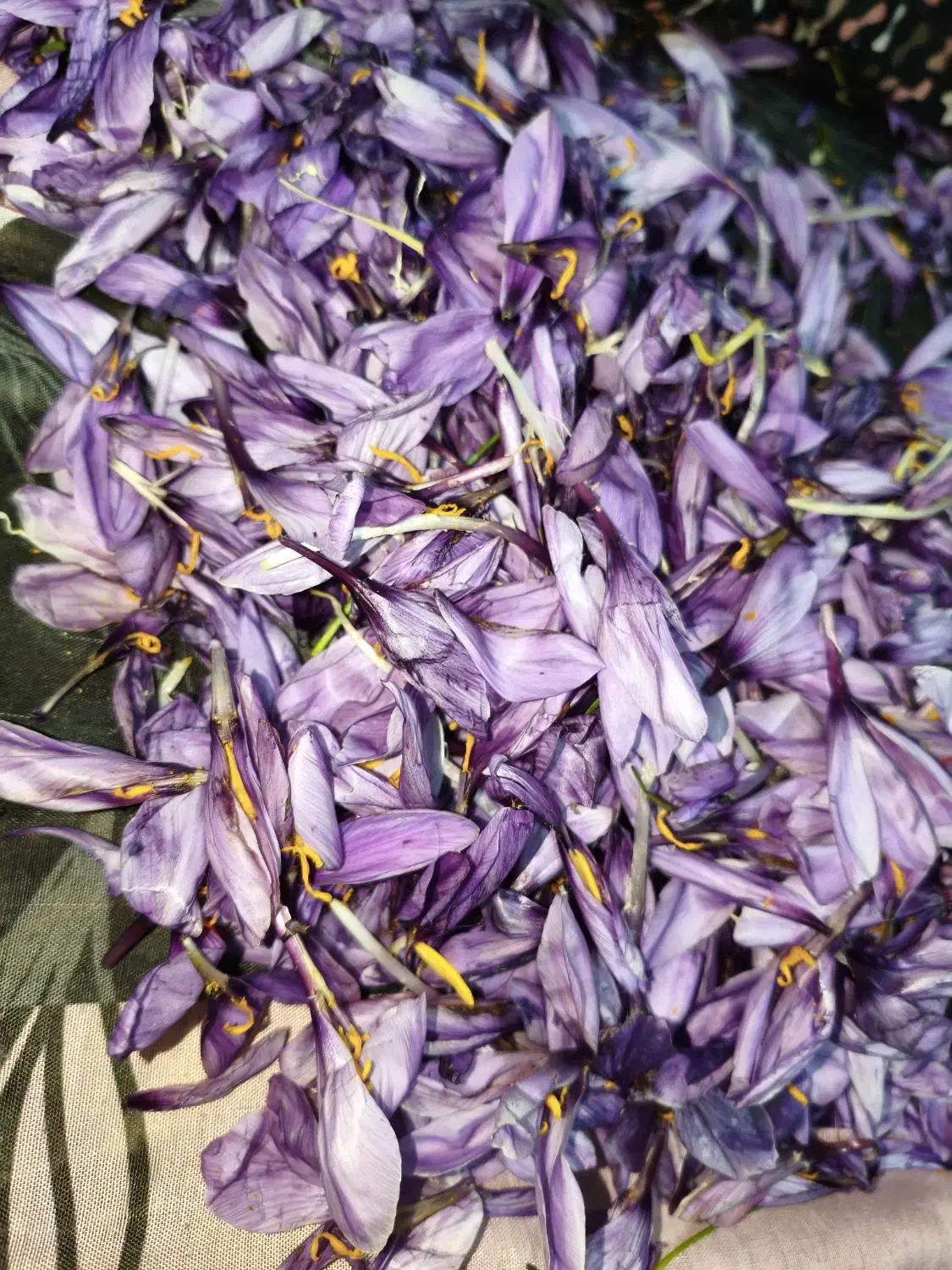 زعفران اصل به شرط ضمانتی|خوردنی و آشامیدنی|شیراز, گویم|دیوار