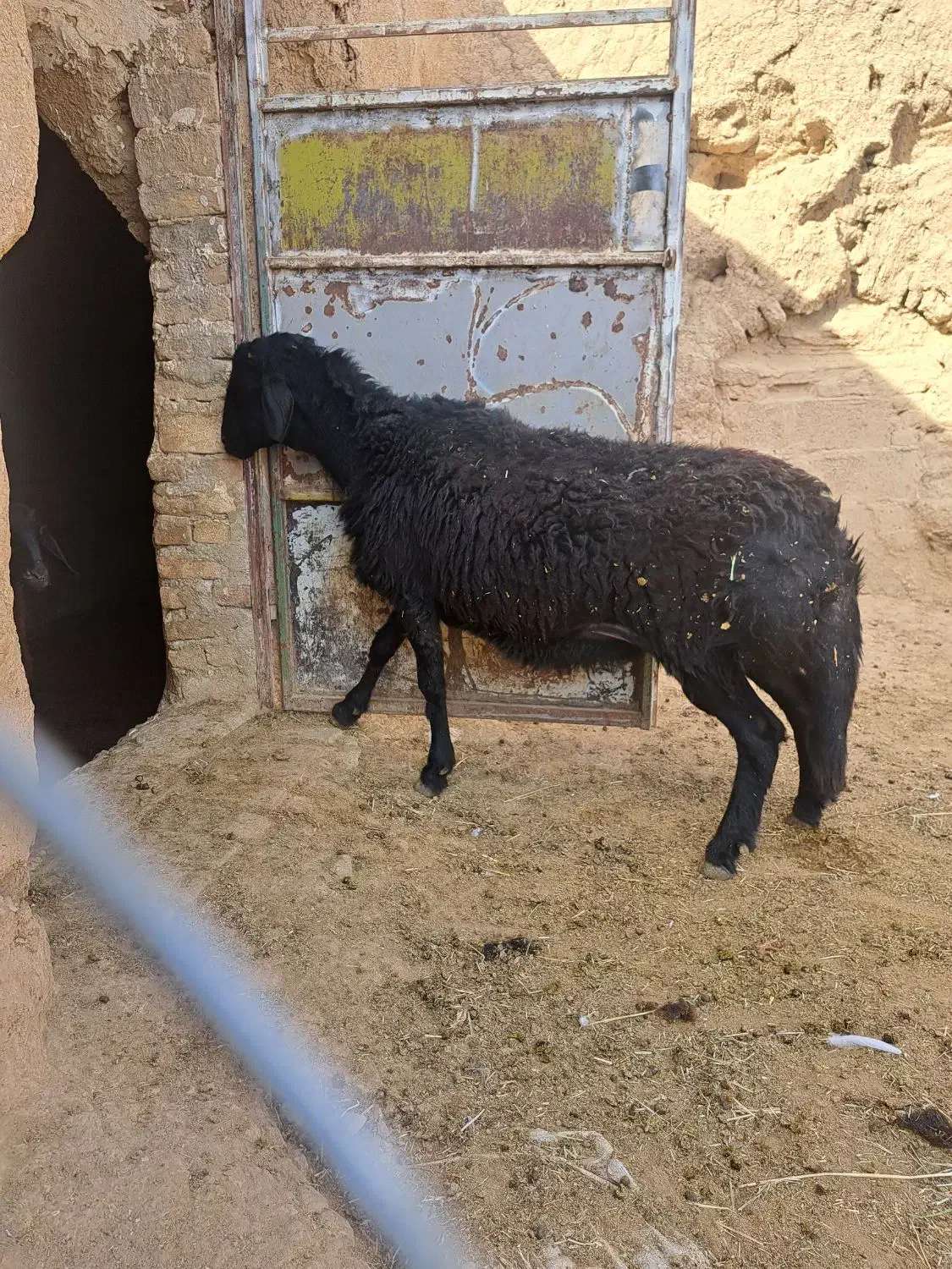 قوچ قزل افشار شیشک|حیوانات مزرعه|پیشخور, |دیوار